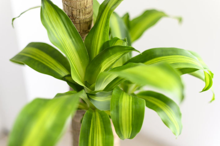 Happy Plant Care - My Jungle Home