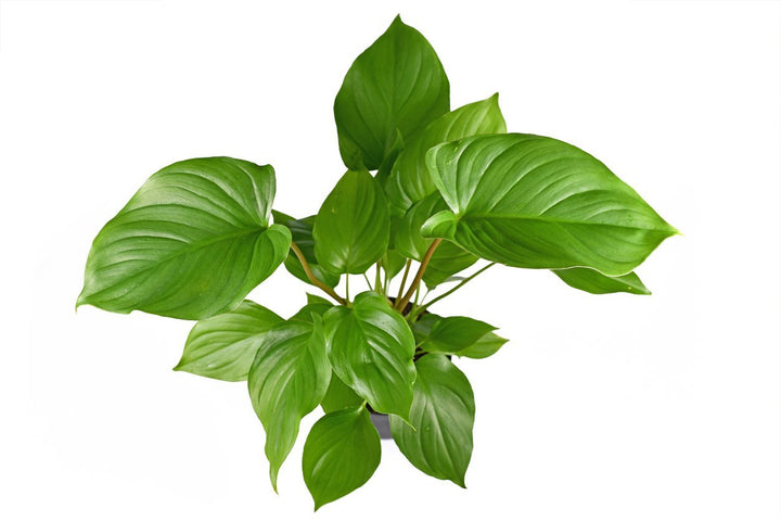 Homalomena Plant Care - My Jungle Home