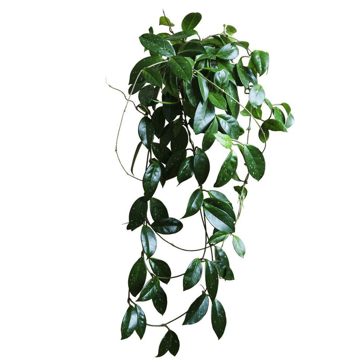 Hoya Plant Care - My Jungle Home