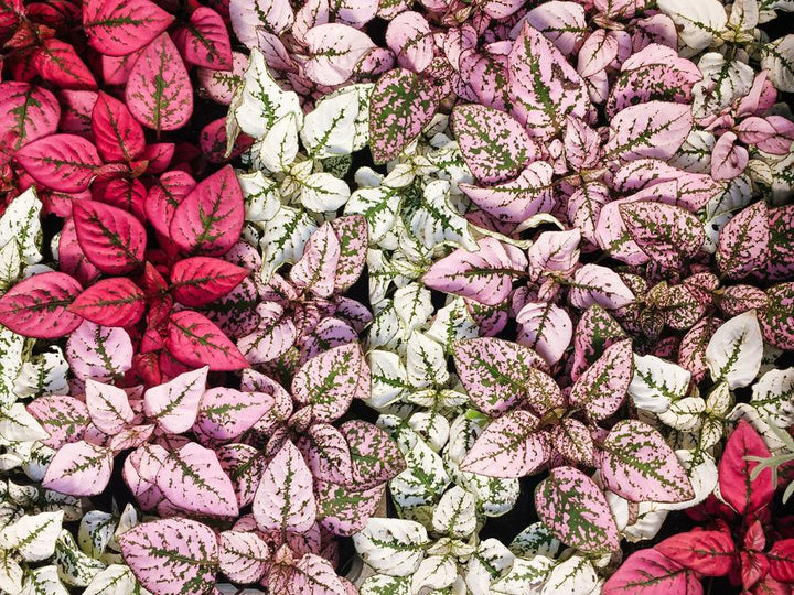 Hypoestes Plant Care - My Jungle Home