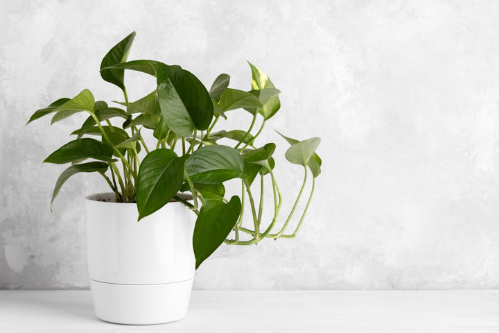 Jade Pothos Plant Care - My Jungle Home