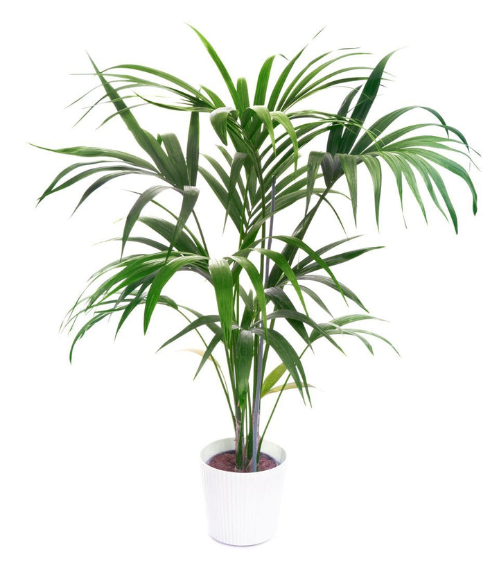 Kentia Palm Plant Care - My Jungle Home