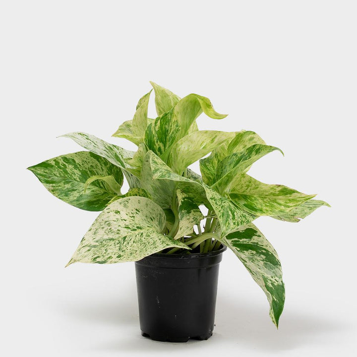 Marble Queen Pothos Plant Care - My Jungle Home