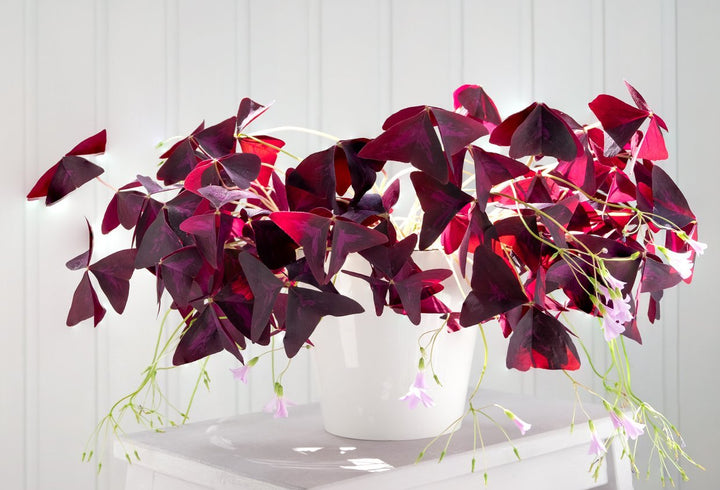 Oxalis Plant Care - My Jungle Home