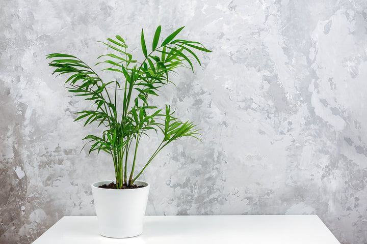 Parlor Palm Plant Care - My Jungle Home