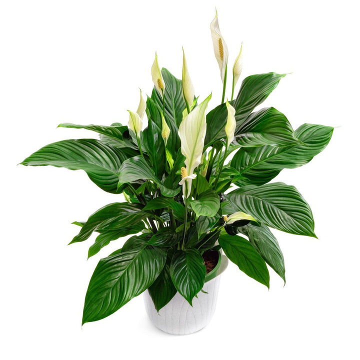 Peace Lily Care - My Jungle Home