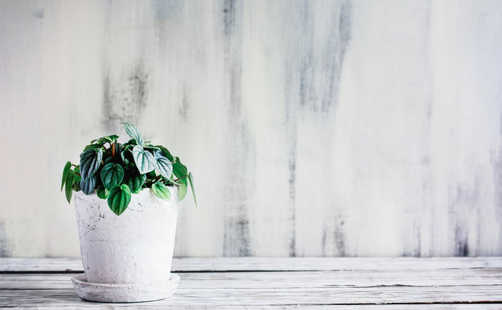 Peperomia Frost Plant Care - My Jungle Home