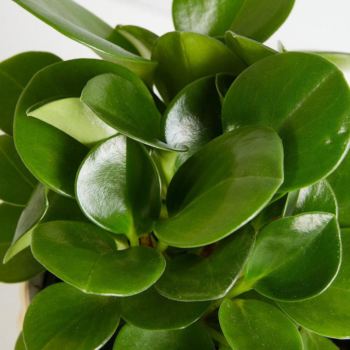 Peperomia Green Plant Care - My Jungle Home