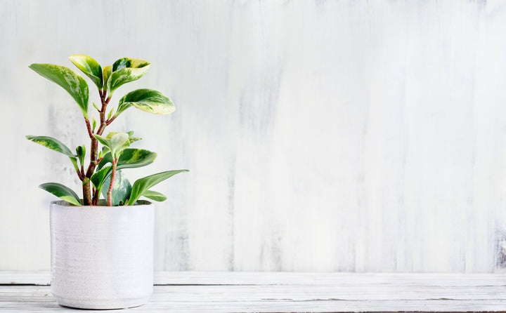 Peperomia Obtusifolia Variegated Plant Care - My Jungle Home