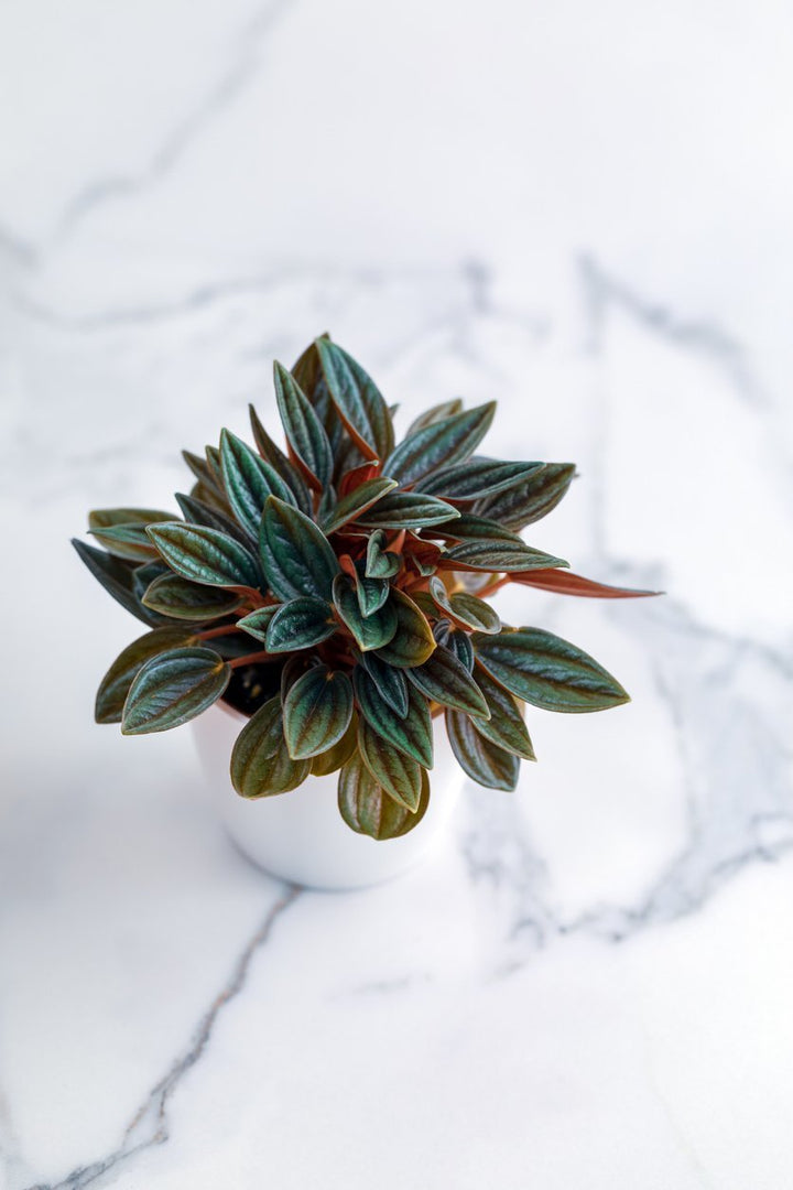 Peperomia Rosso Plant Care - My Jungle Home