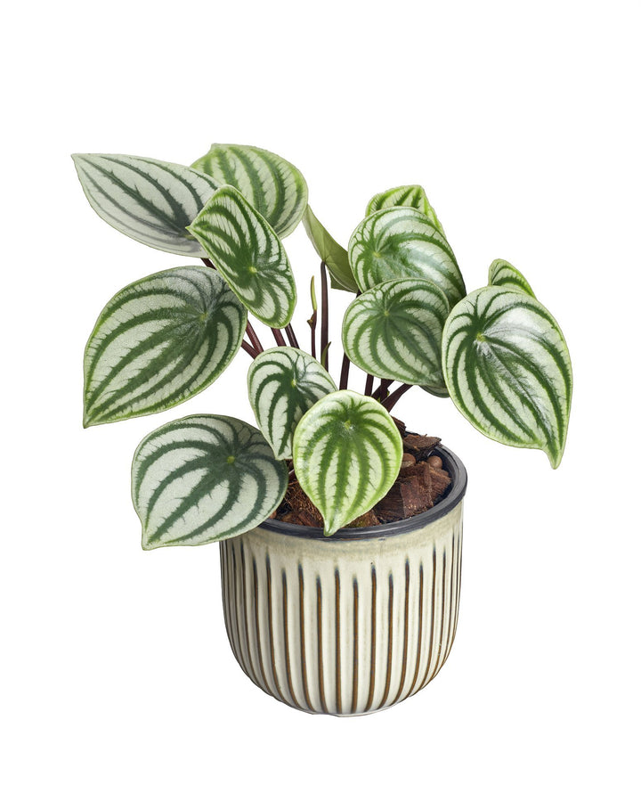 Peperomia Watermelon Plant Care - My Jungle Home