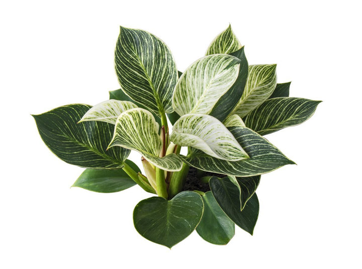 Philodendron Birkin Plant Care - My Jungle Home