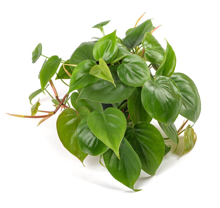 Philodendron Heartleaf Plant Care - My Jungle Home