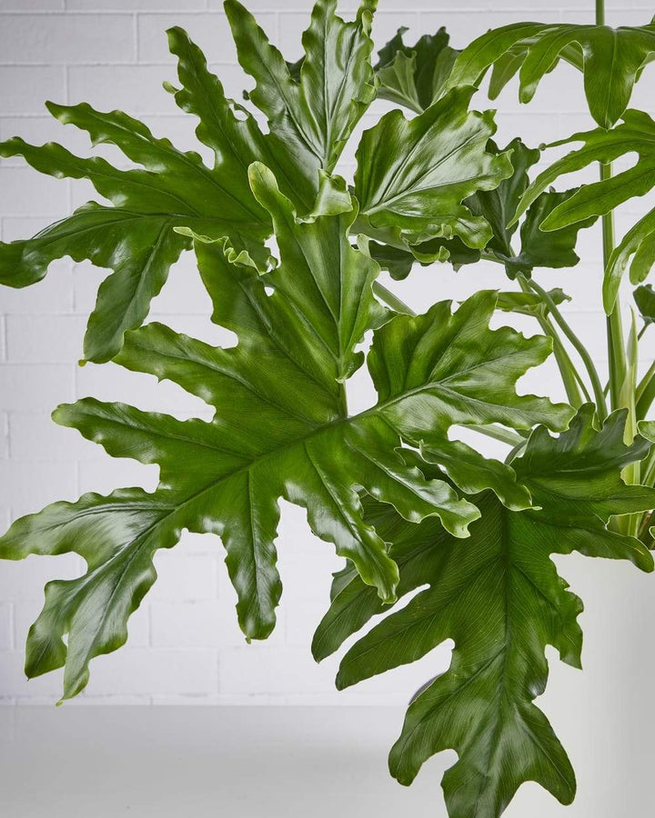 Philodendron Hope Plant Care - My Jungle Home