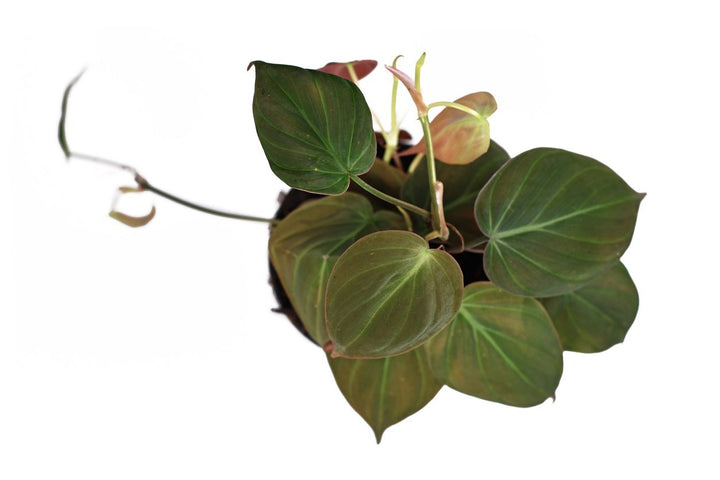 Philodendron Mican Plant Care - My Jungle Home