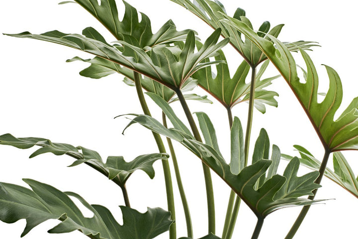 Philodendron Xanadu Plant Care - My Jungle Home