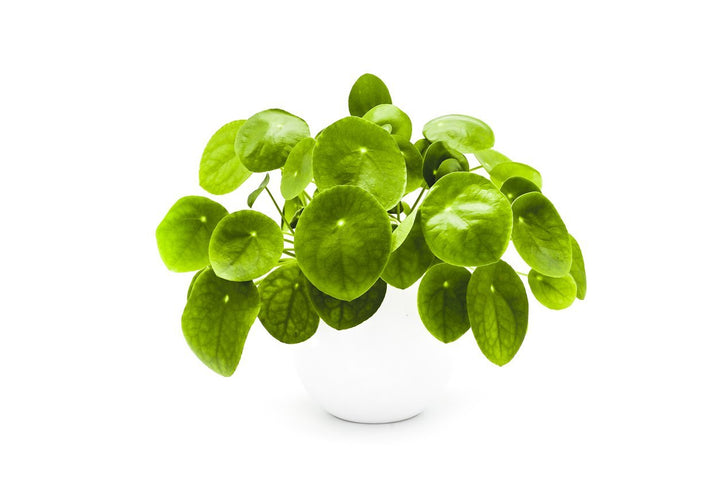 Pilea Plant Care - My Jungle Home