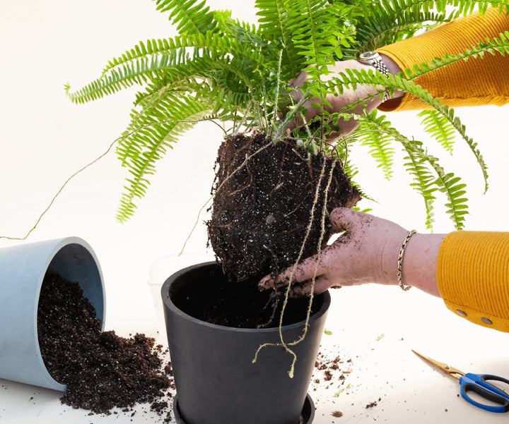 Plant Mom Pro Tips: How to Repot Your Plants - My Jungle Home