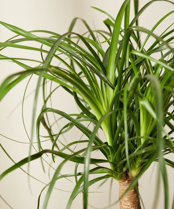 Ponytail Palm Plant Care - My Jungle Home