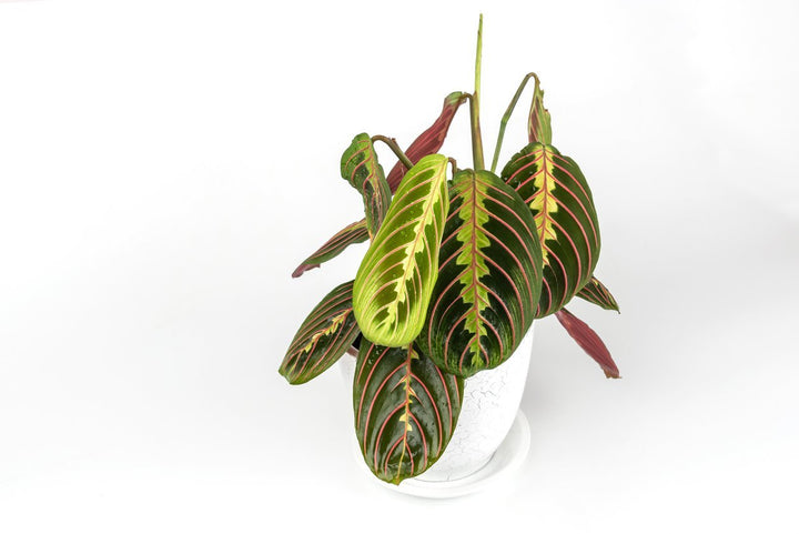 Prayer Plant Care - My Jungle Home