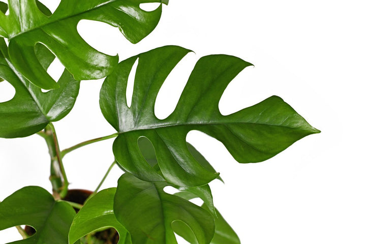 Rhaphidophora Tetrasperma Plant Care - My Jungle Home