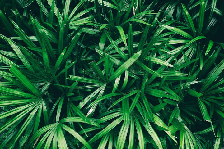 Rhapis Palm Plant Care - My Jungle Home