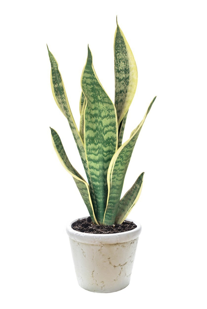 Sansevieria Plant Care - My Jungle Home