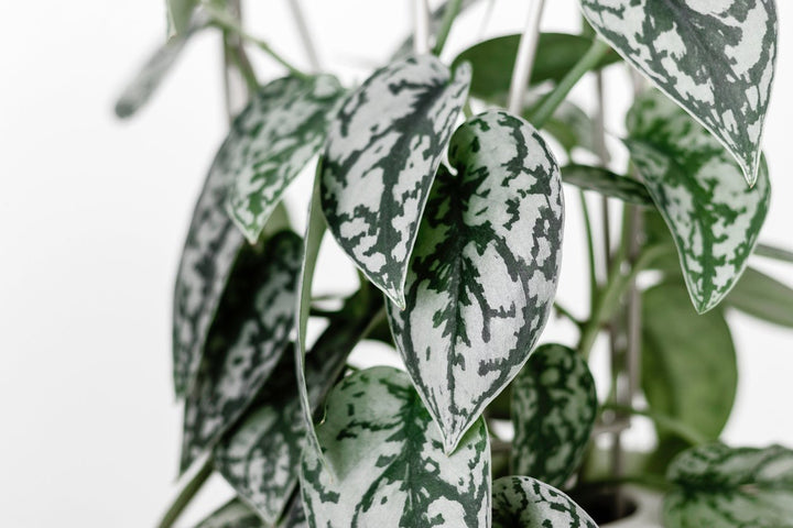 Silver Satin Pothos Plant Care - My Jungle Home