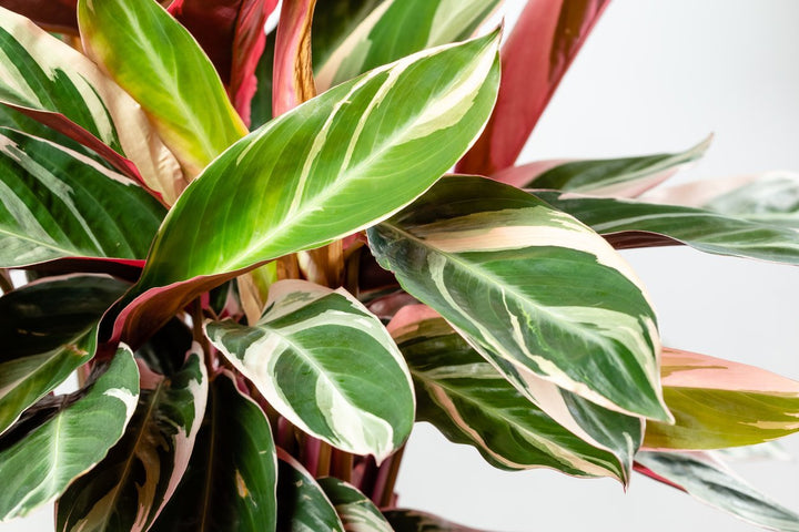 Stromanthe Triostar Plant Care - My Jungle Home