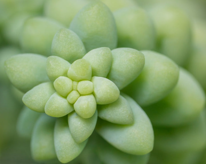 Succulent - Donkey Tail Plant Care - My Jungle Home