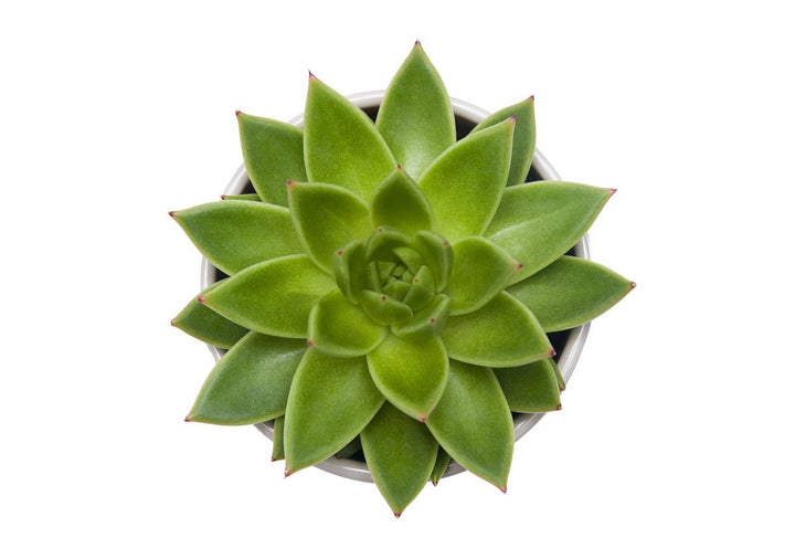 Succulent - Echeveria Plant Care - My Jungle Home