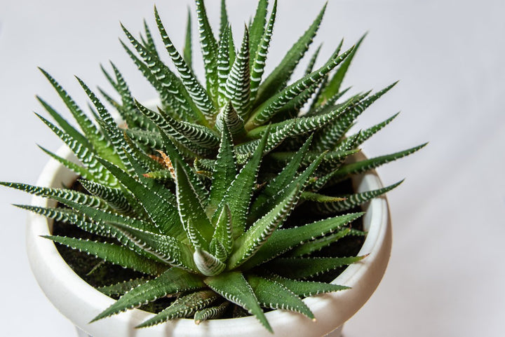 Succulent – Haworthia Plant Care - My Jungle Home