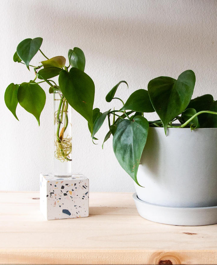 Teach Your Kids the Art of Plant Care With Our Special-Edition “Grow-How Kits” to Benefit Detroit School - My Jungle Home