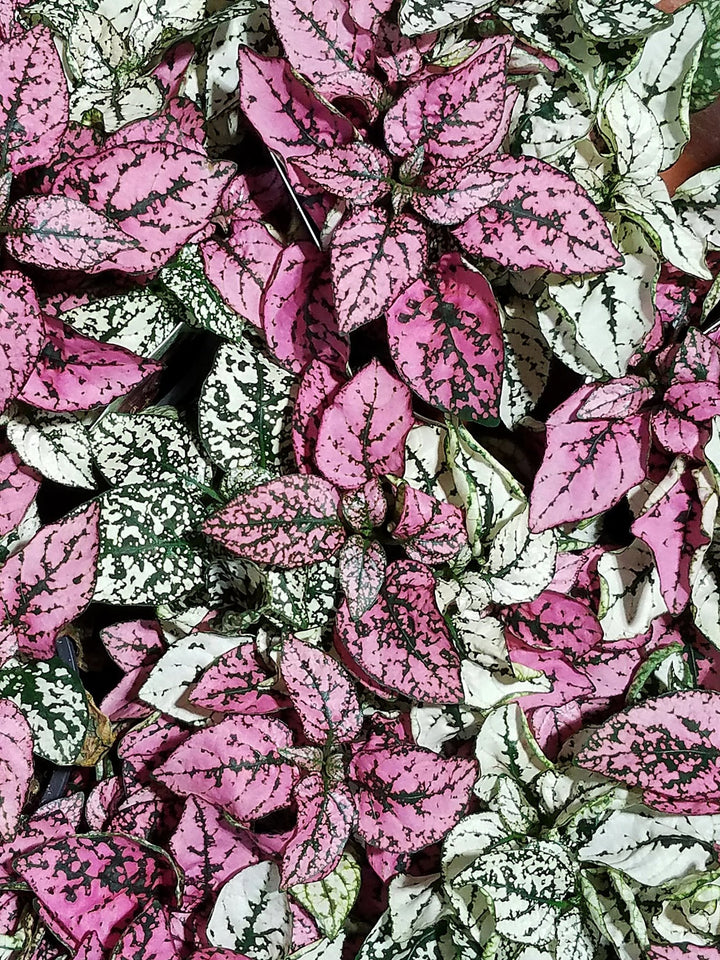 23rd Pop up specials | My Jungle Home