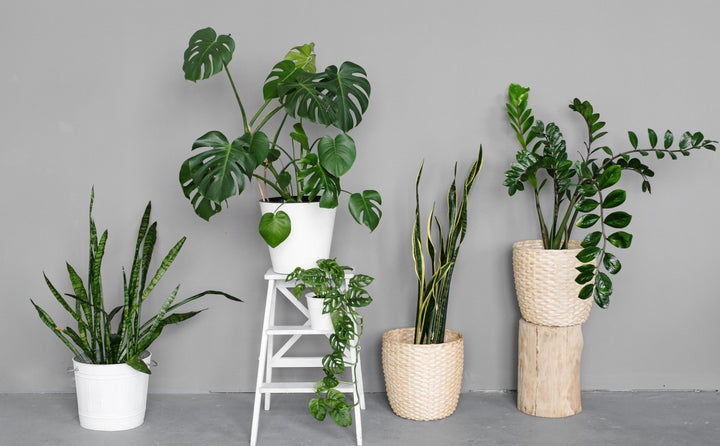 Best Selling Plants | myjunglehome