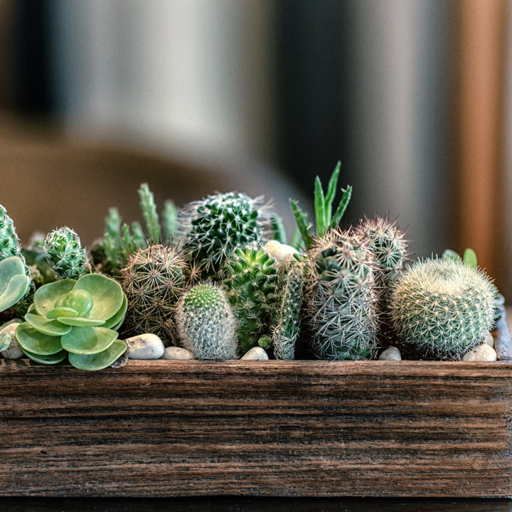 Cactus | myjunglehome