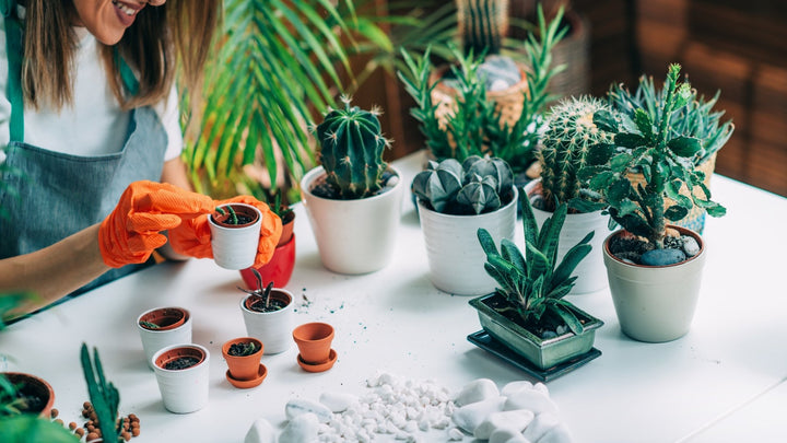 Easy Care | myjunglehome