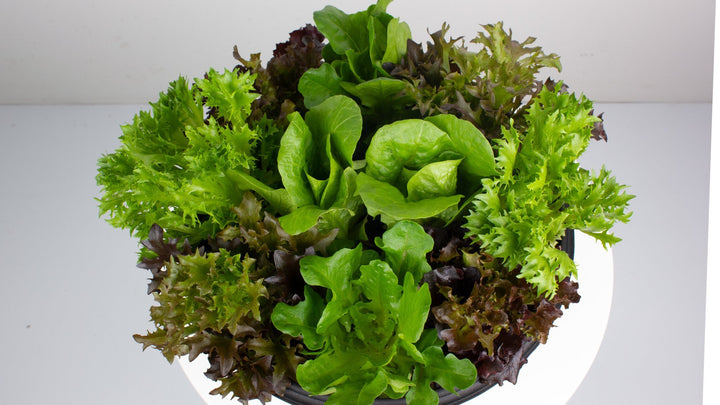 Edible Plants | My Jungle Home