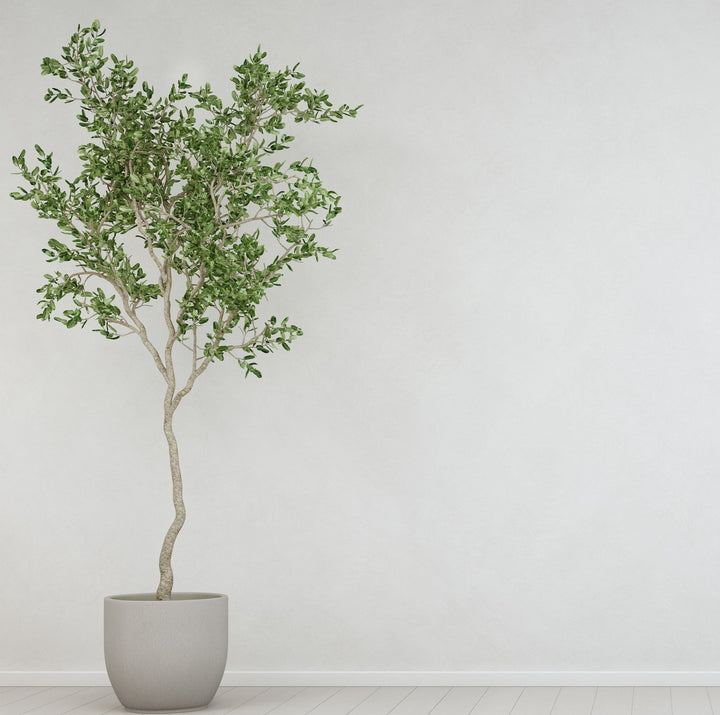 Extra Large Pots | myjunglehome