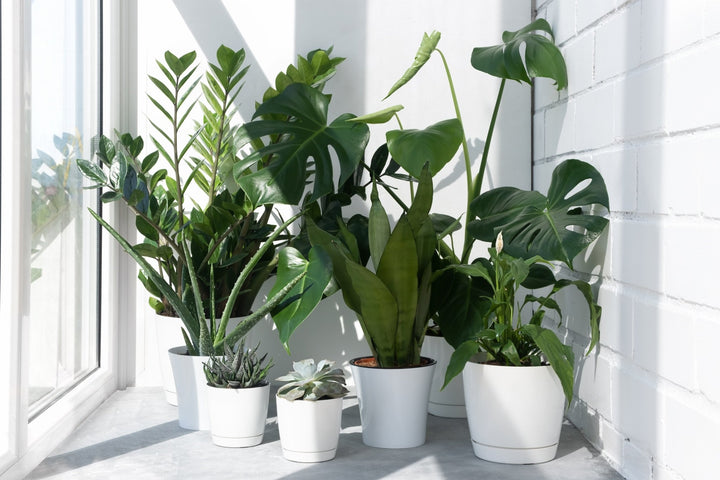 Feature | myjunglehome