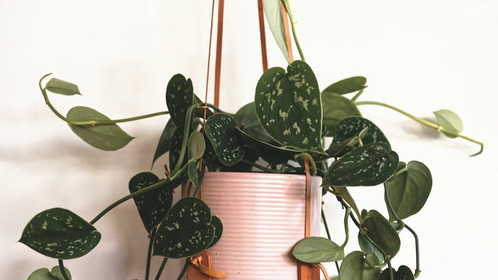 Hanging Pots | myjunglehome