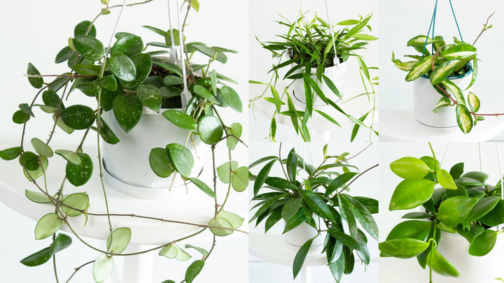 Hoya | My Jungle Home