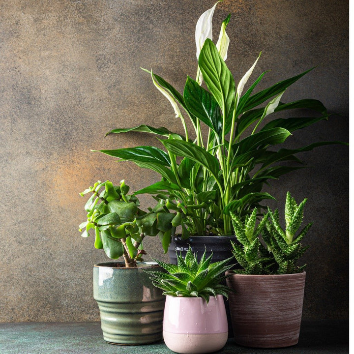 Large Pots | myjunglehome