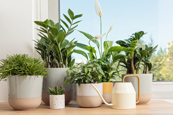 Medium Pots | myjunglehome