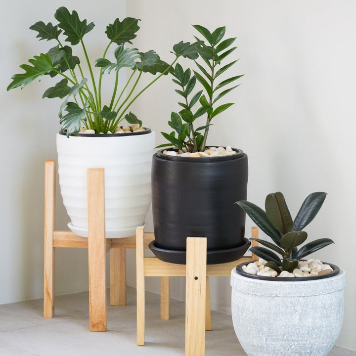 Plant Stands | myjunglehome