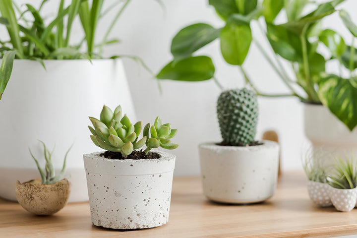 Pots | myjunglehome