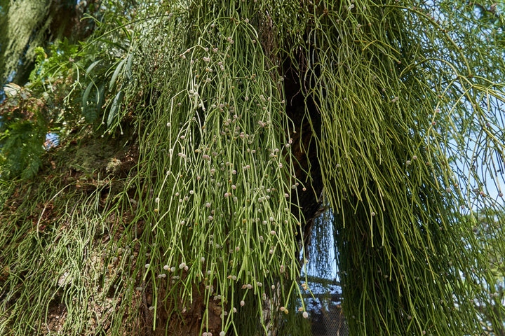 Rhipsalis | My Jungle Home