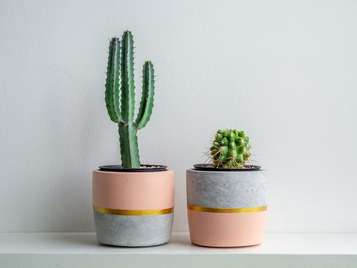 Small Pots | myjunglehome