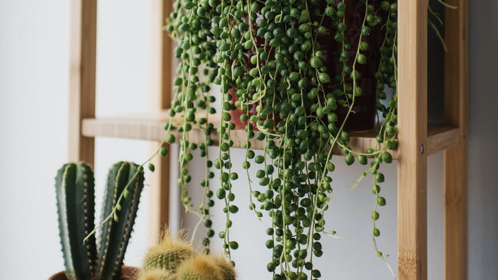 Trailing | myjunglehome