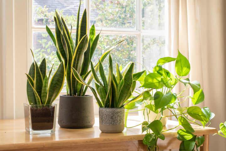 Best selection of Indoor Air Purifying plants on a window ledge, including  Snake Plants and Devils Ivy. Purchased from My Jungle Home Nursery in Collingwood